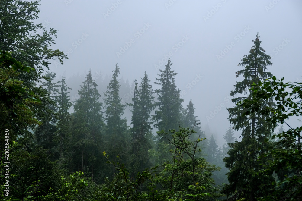 Fototapeta premium Forest in the fog in Dragobrat (Urkaine).