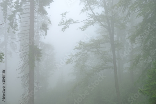 Forest in the fog in Dragobrat  Urkaine .