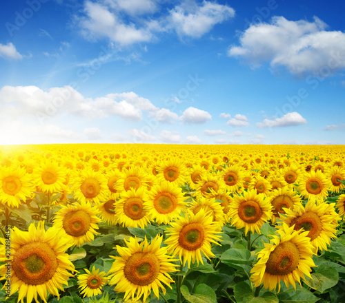 Fototapeta Naklejka Na Ścianę i Meble -  field of sunflowers