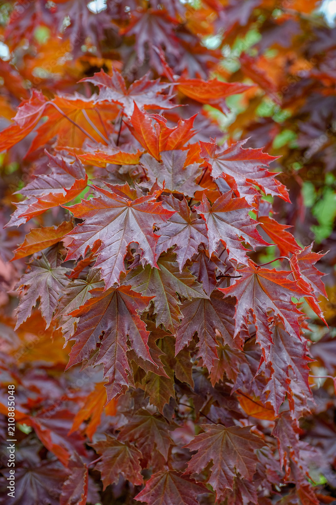 Red maple leaves over blurred background Red maple leaves over blurred background