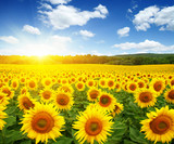 field of sunflowers