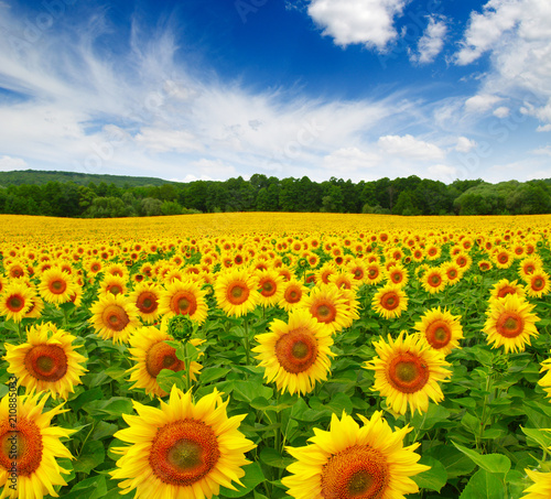 Fototapeta Naklejka Na Ścianę i Meble -  sunflowers field on sky