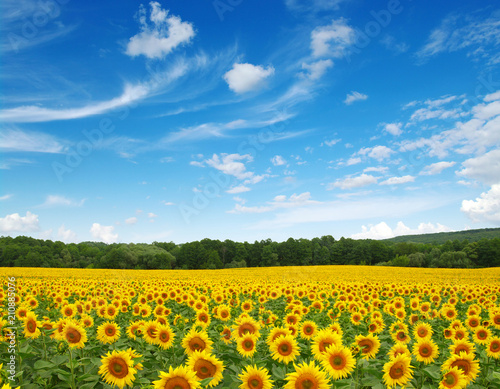 sunflowers field on sky