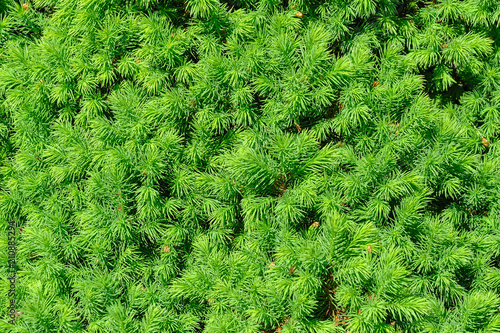 Evergreen fir-tree background.