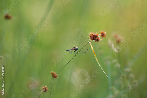 Dragonfly perched on flora in the morning