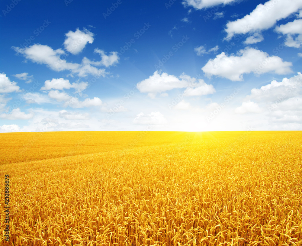 Wheat field and sun Wheat field and sun