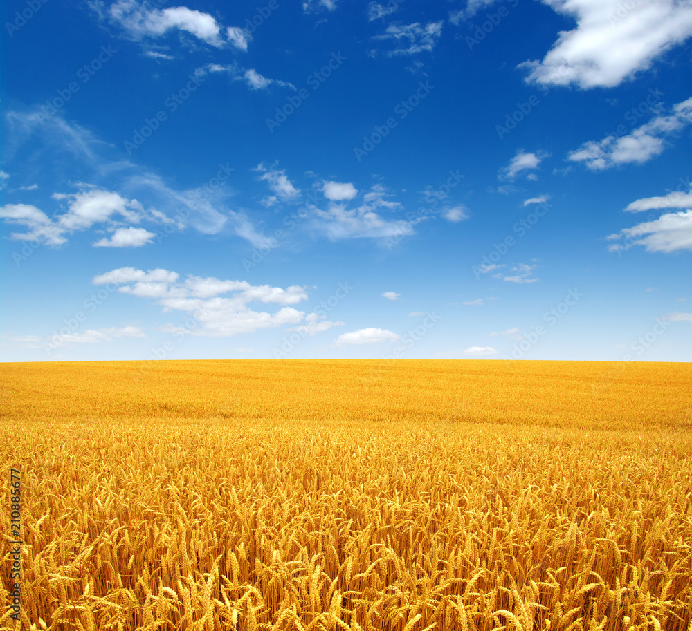 Naklejka premium wheat field and clouds