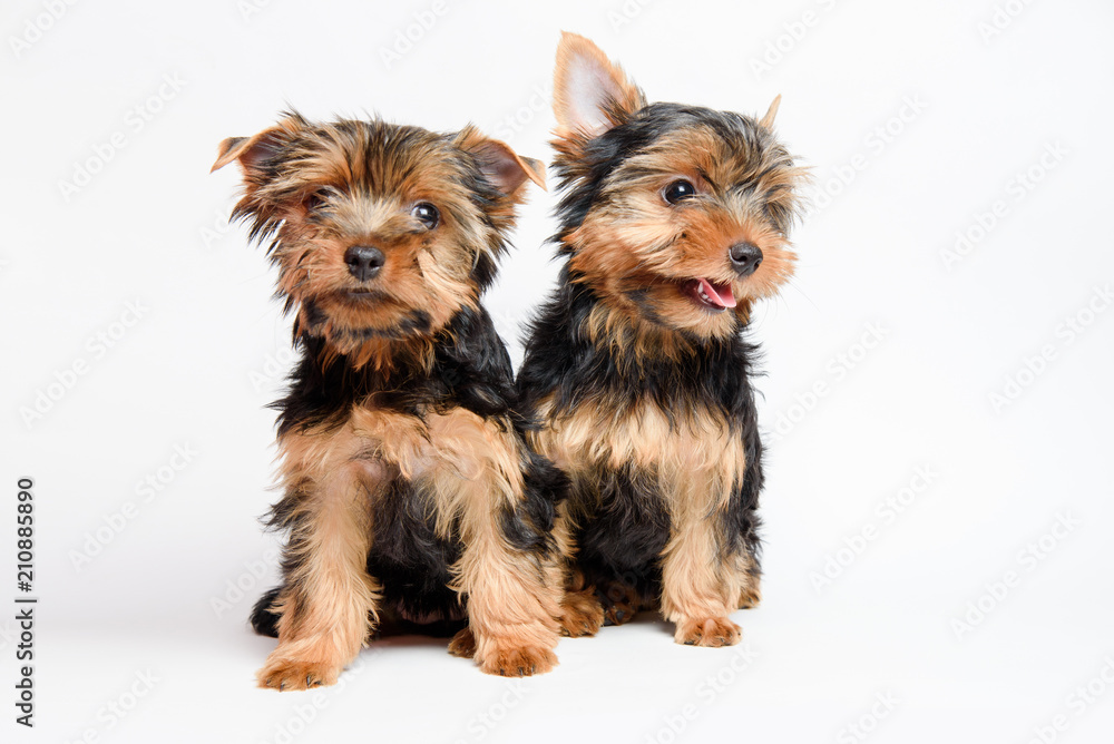 Cute two puppy yorkshire terrier