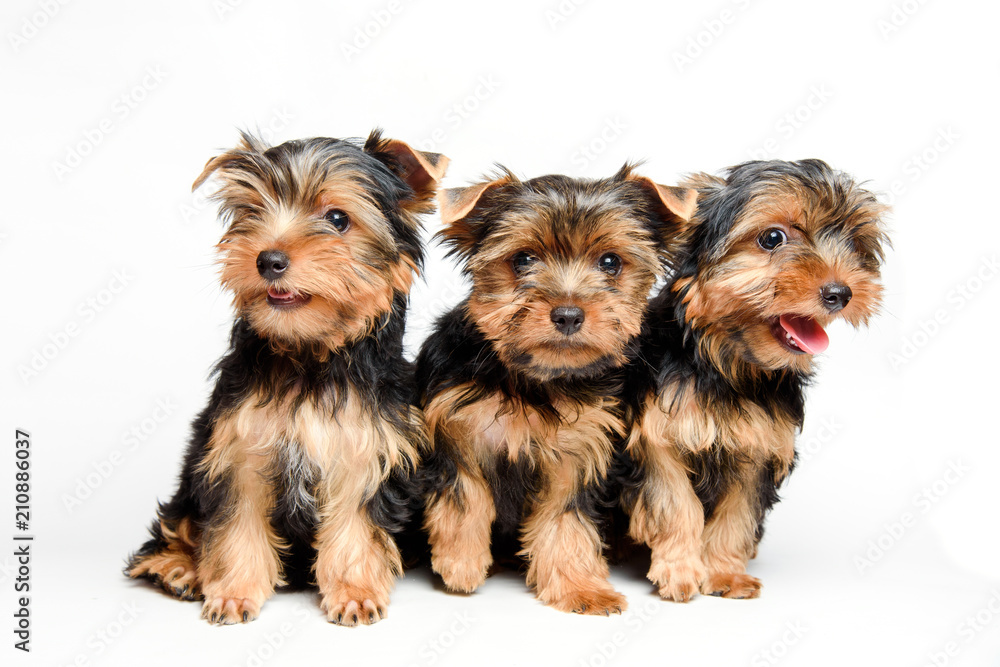 Cute three puppy yorkshire terrier isolated on white background.