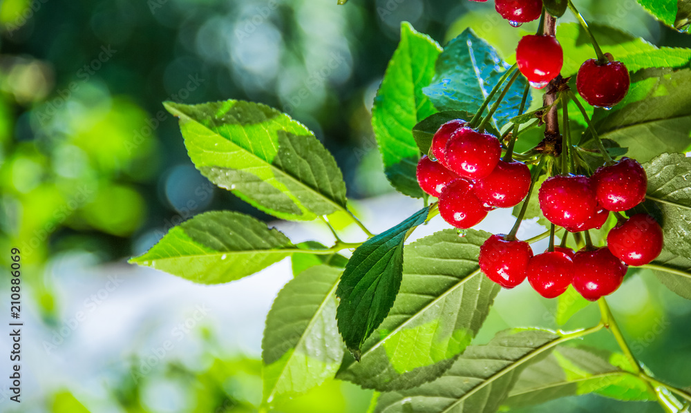 Juicy ripe red cherries on a branch. Summer background in a cherry orchard. copy space Juicy ripe red cherries on a branch. Summer background in a cherry orchard. copy space