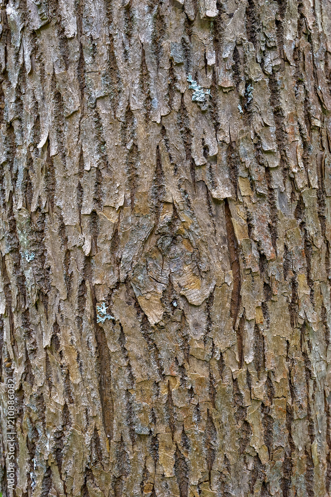 Bark of Fraxinus pennsylvanica, commonly known as green ash or red ash. Bark of Fraxinus pennsylvanica, commonly known as green ash or red ash.