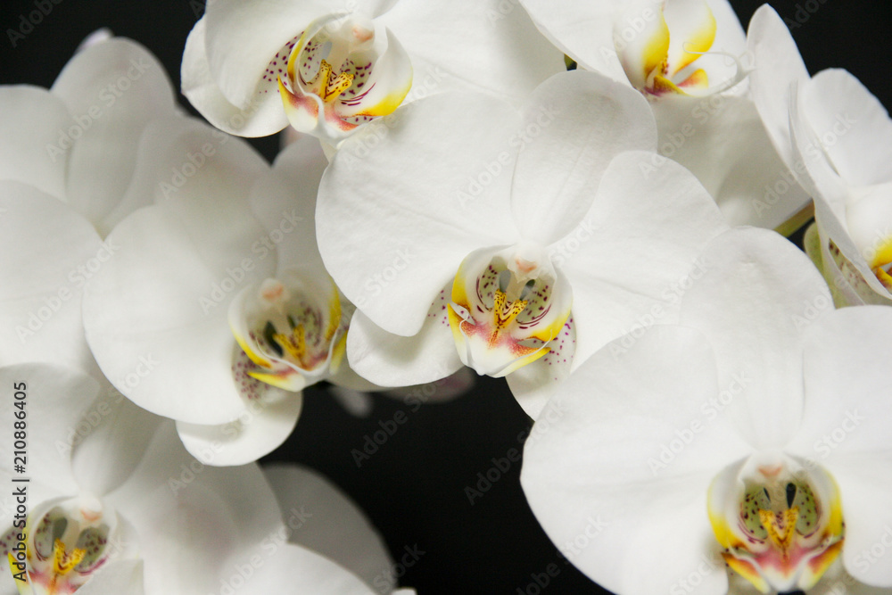 Naklejka premium Storczyk - piękne białe kwiaty