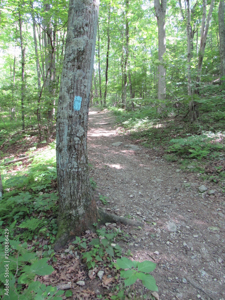 Obraz premium A light blue painted trail marker located on a hiking trail in the woods