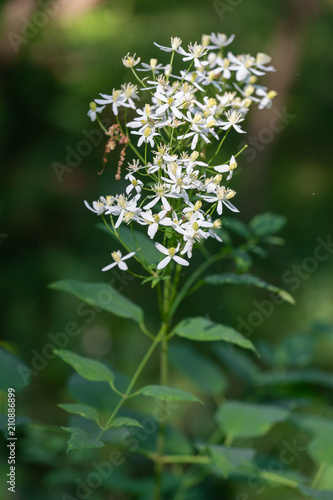 Wild forest flowers of erect clematis white flowers - Latin name - Clematis recta