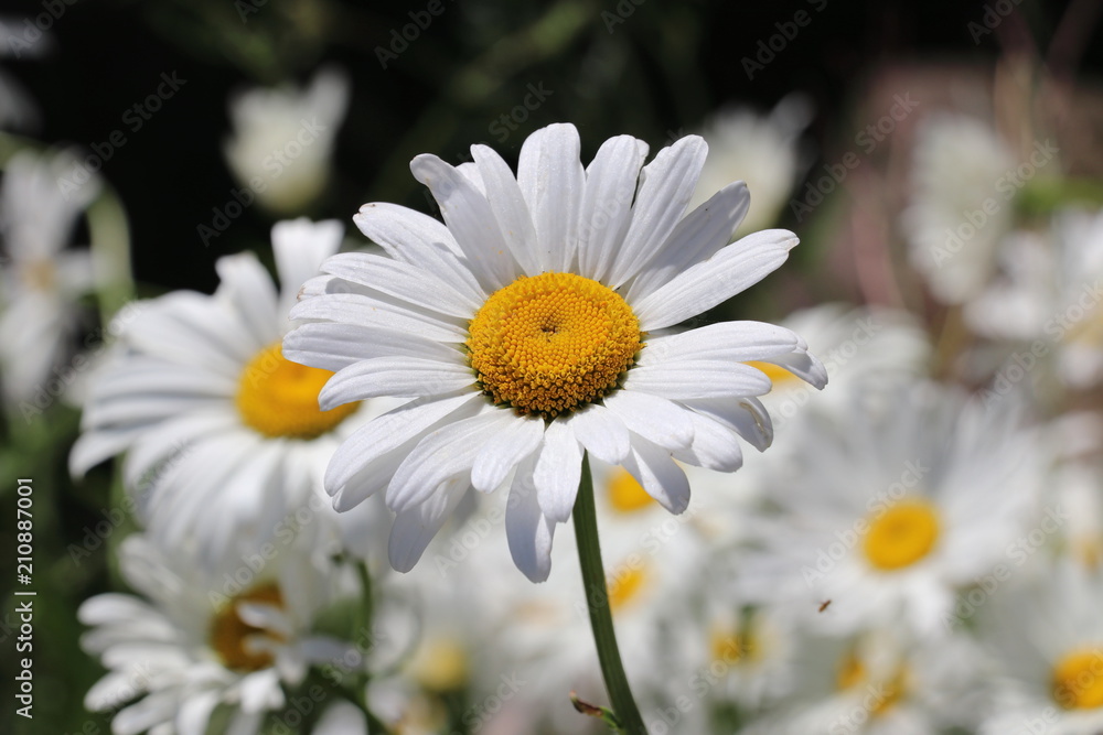 Fototapeta premium Margeriten (Leucanthemum) - Korbblütler (Asteraceae)