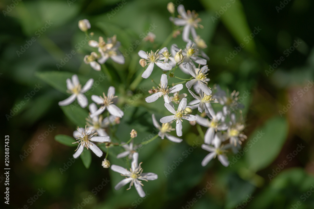 Wild forest flowers of erect clematis white flowers - Latin name - Clematis recta Wild forest flowers of erect clematis white flowers - Latin name - Clematis recta