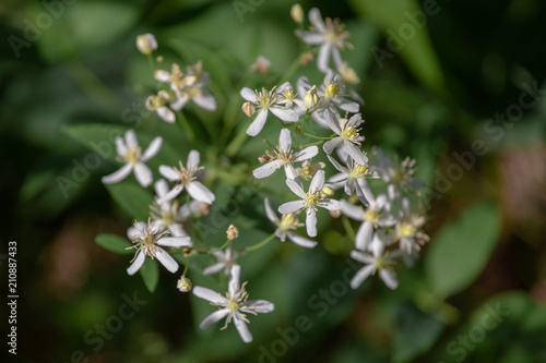 Wild forest flowers of erect clematis white flowers - Latin name - Clematis recta © Viktoria