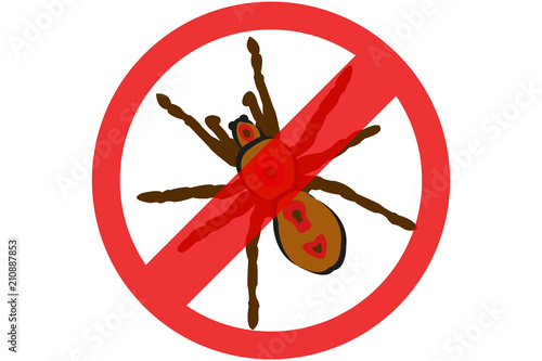 Exterminar plaga de arañas y tarántulas. 