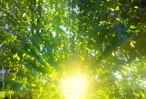 Sun rays through tree crown background