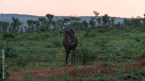 Gnu reibt sich das Horn an einem Baum in Afrika