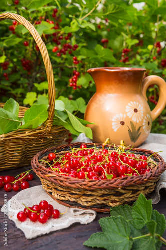 Fresh juicy red currant berries in a wicker basket on a wooden table in the garden on a summer sunny afternoon with a copy space