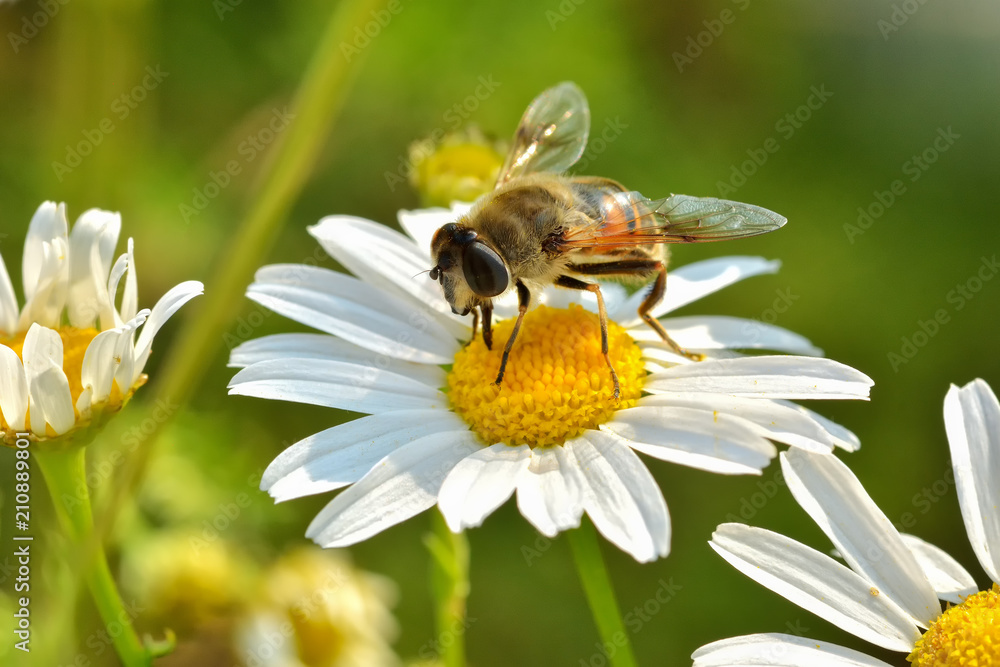 Work bees in the natural environment Work bees in the natural environment