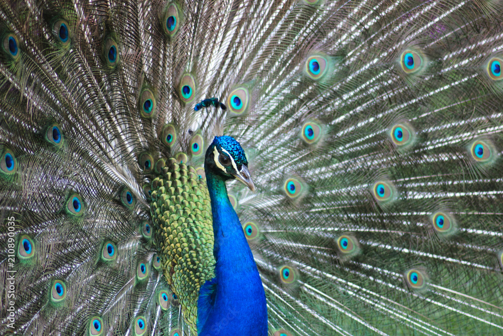 Obraz premium Pavo real con plumas