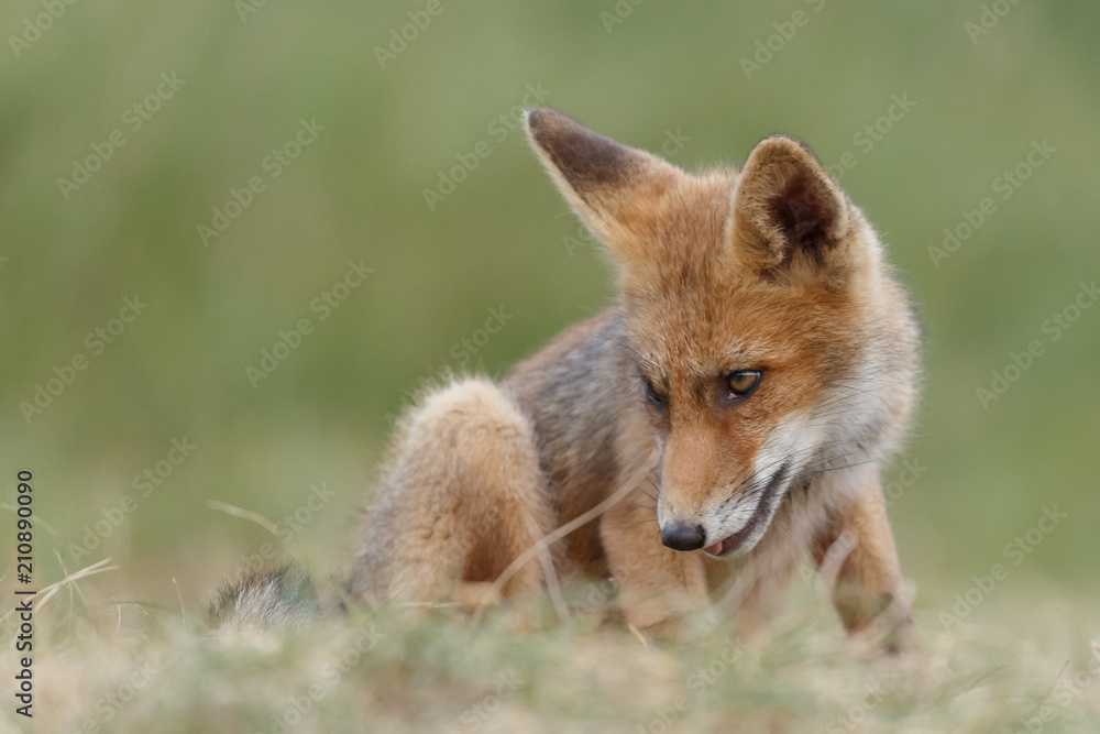 Fototapeta premium Red fox cub in nature on a nice springday