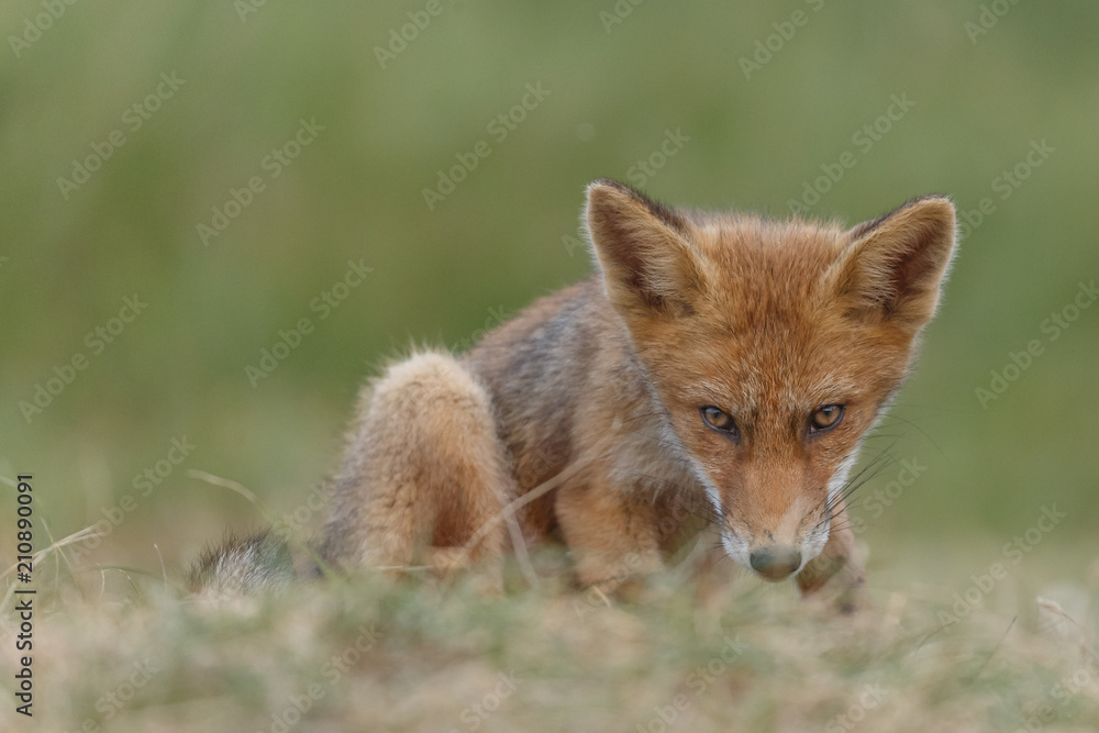 Fototapeta premium Red fox cub in nature on a nice springday