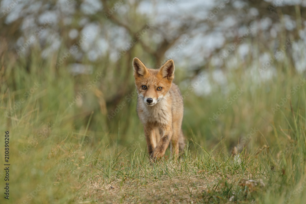 Red fox new born in nature on a springday.
Red fox new born in nature on a springday.