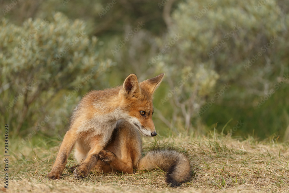 Red fox new born in nature on a springday.
Red fox new born in nature on a springday.