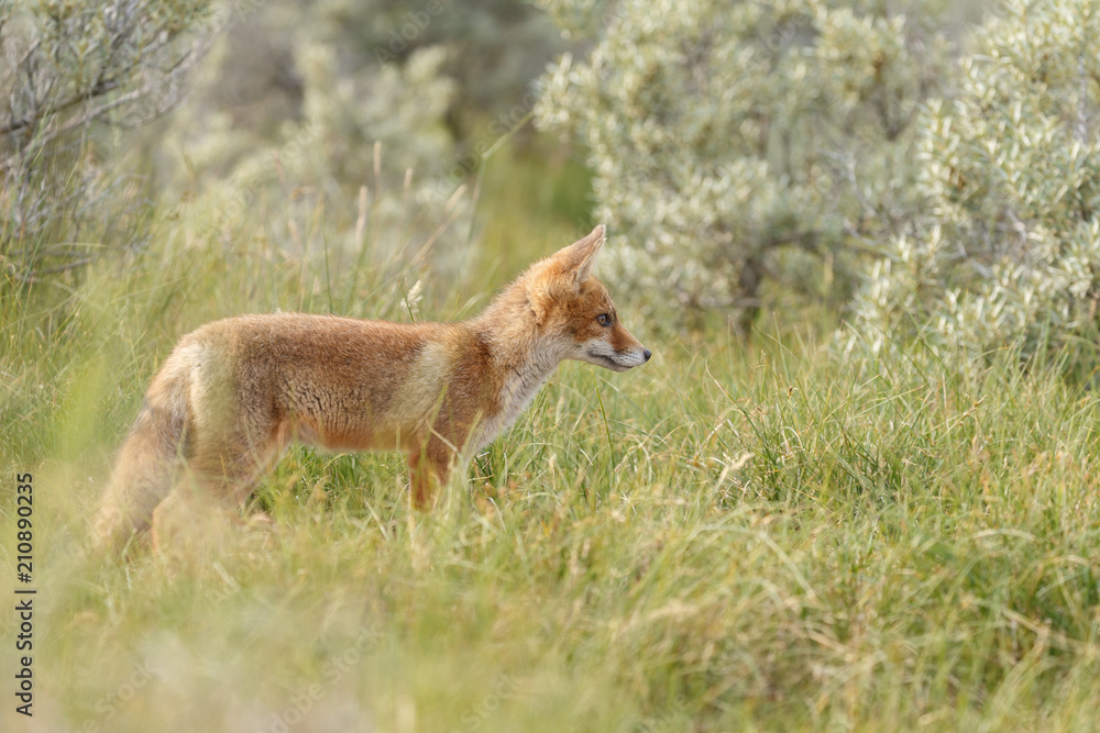 Red fox new born in nature on a springday.
Red fox new born in nature on a springday.