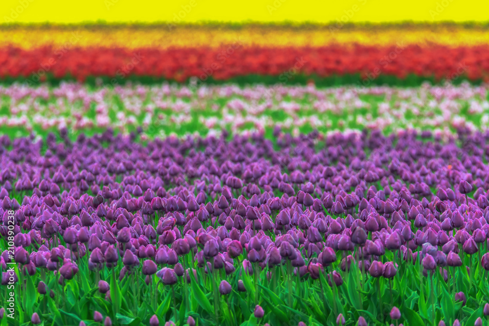 A colorful and magical landscape with a tulip field in Germany. Concept: landscape or agriculture