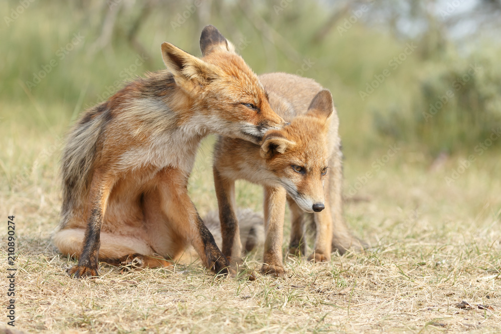 Obraz premium Red fox new born in nature on a springday. 