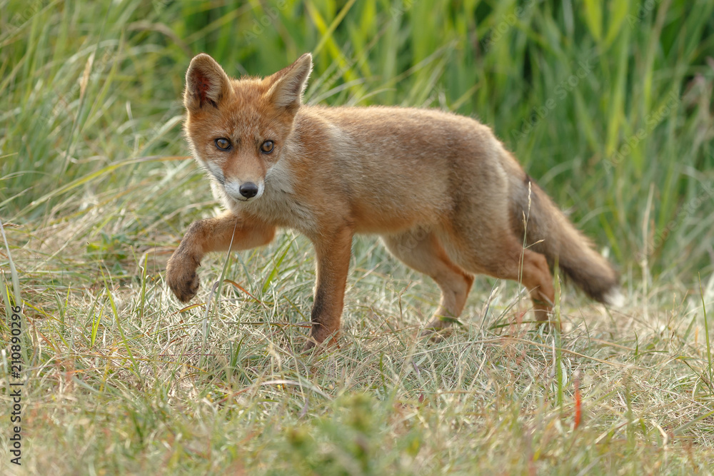 Red fox new born in nature on a springday.
Red fox new born in nature on a springday.
