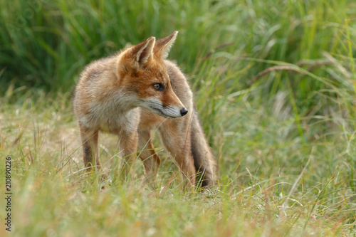 Red fox new born in nature on a springday. 