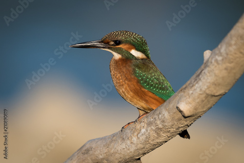 Kingfisher on branch