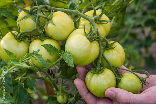 Man's hand holding big green tomatoes on the bush.