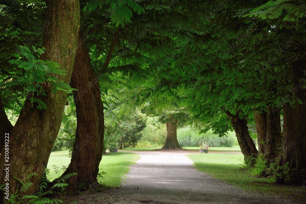 dark green forest, path trough the park, walkway, beautiful landscape, moody scene dark green forest, path trough the park, walkway, beautiful landscape, moody scene