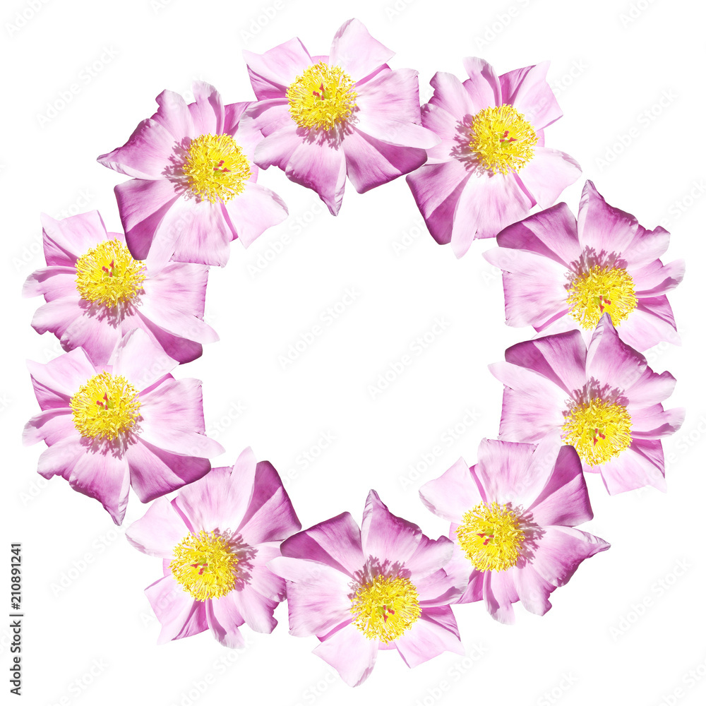 Circle of pink peonies. Isolated Circle of pink peonies. Isolated