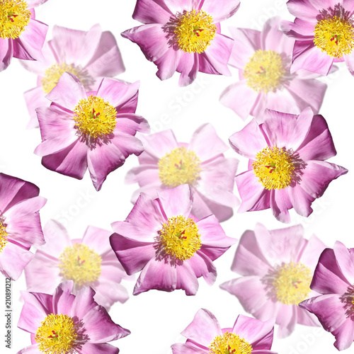 Beautiful floral background of pions 