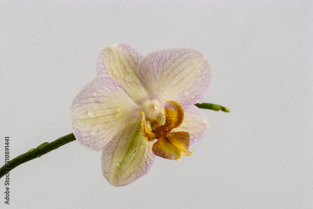 Naklejka premium Orchid flower with water drops on a white background