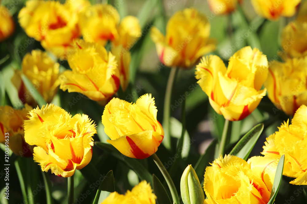 Red and yellow double tulips