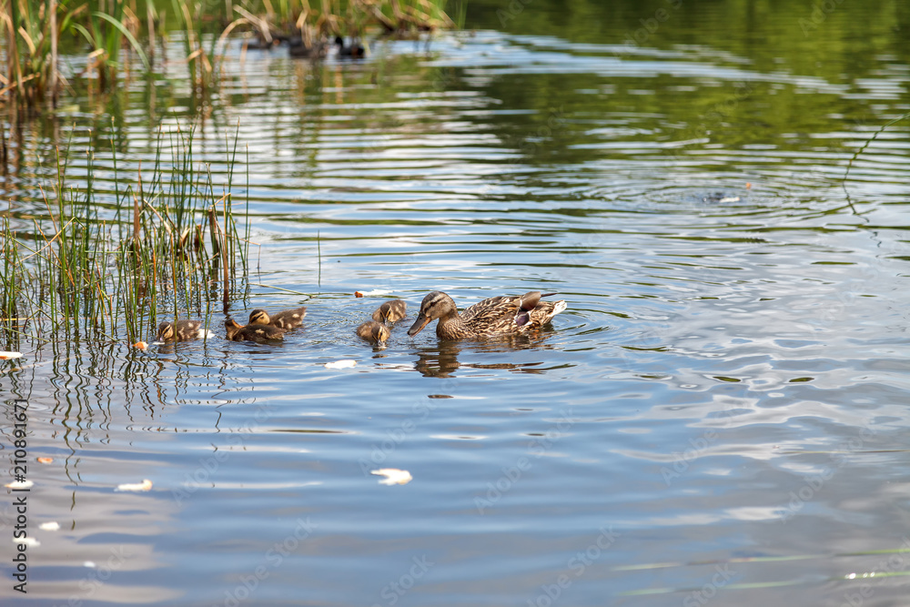 Duck and little ducklings swimming on the lake Duck and little ducklings swimming on the lake