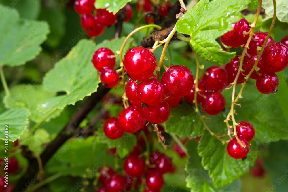 Fresh juicy red currant berries on bush branches in the garden close-up of a summer sunny day Fresh juicy red currant berries on bush branches in the garden close-up of a summer sunny day