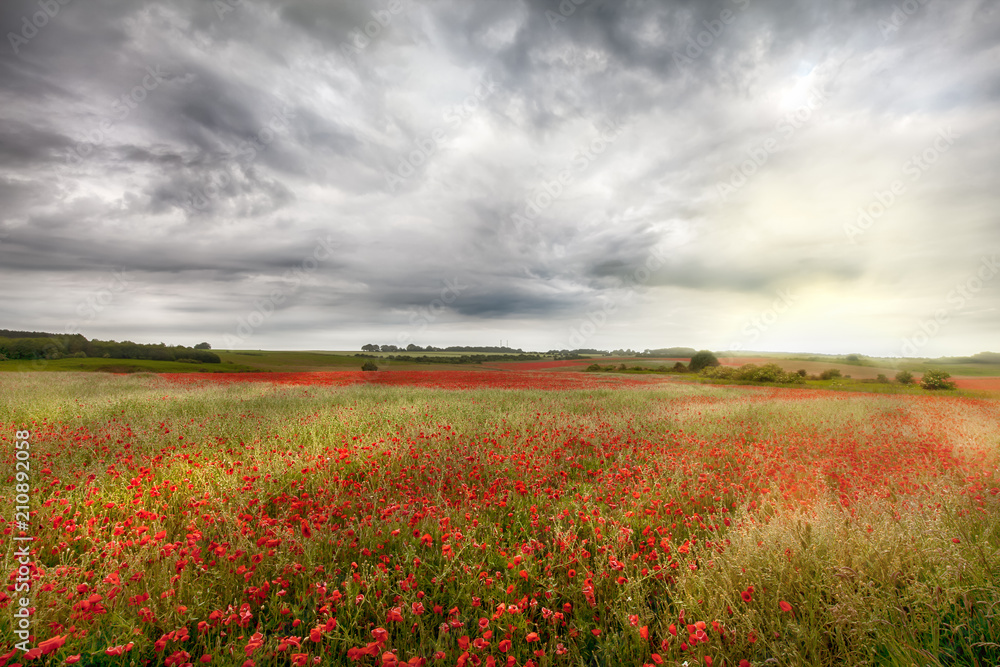 Vast wild red poppy fields landscape