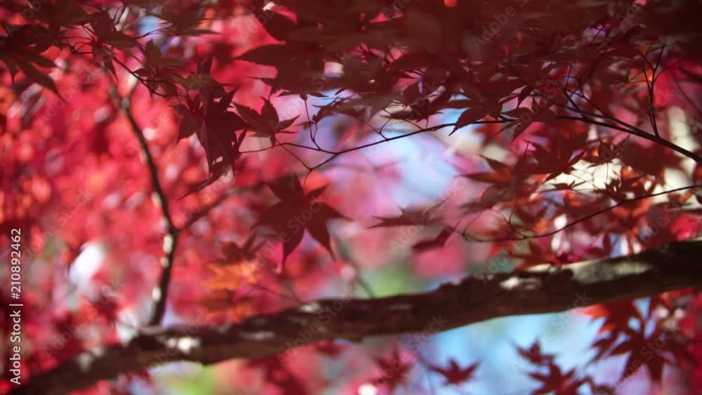 The Sun Illuminates the Blazing Red Leaves of a Maple Tree in Fall The Sun Illuminates the Blazing Red Leaves of a Maple Tree in Fall