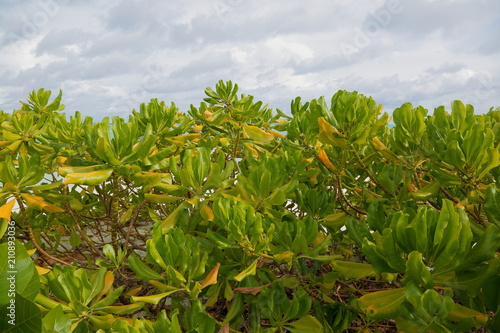 Beautiful green tropical plant close up view isolated. White clouds on background. Nice nature backgrounds.