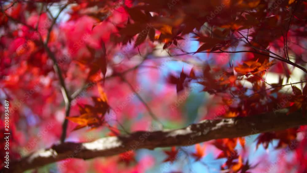 Beautiful Vibrant Red Leaves sway from the wind in Fall Beautiful Vibrant Red Leaves sway from the wind in Fall