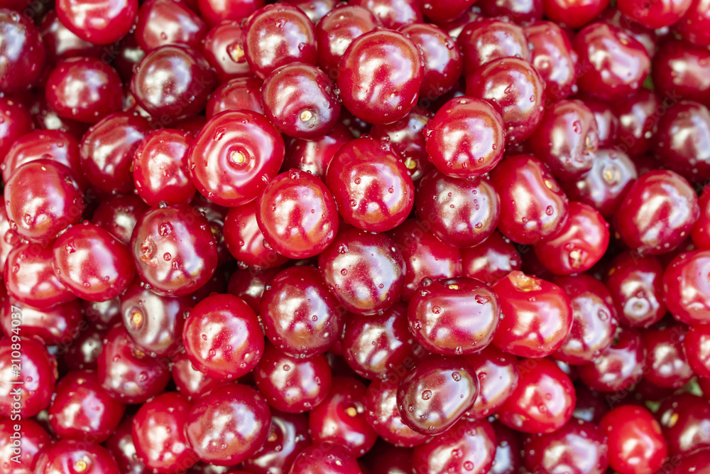 red ripe cherry harvested from a tree as a background red ripe cherry harvested from a tree as a background